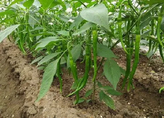 植物常识问题|辣椒如何栽培才能高产的秘诀（怎样才能提高辣椒产量）