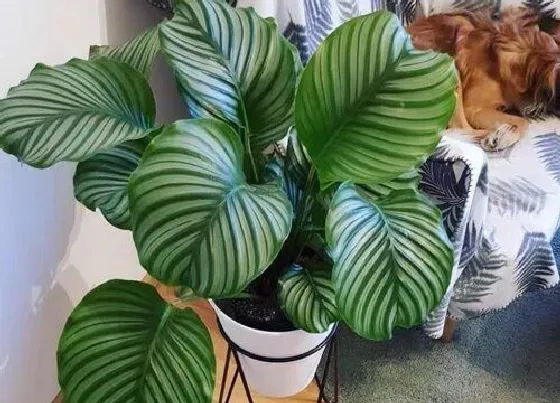 植物常识问题|盆栽苹果竹芋焦边的原因（竹芋叶子焦边下垂怎么办）