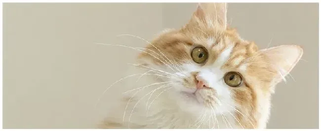 猫怕什么气味 | 农业答疑