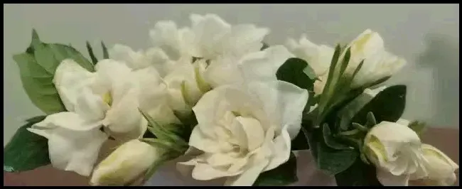 栀子花的花语和传说是什么 | 科普知识