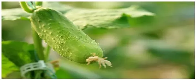 黄瓜用什么农药 | 生活常识