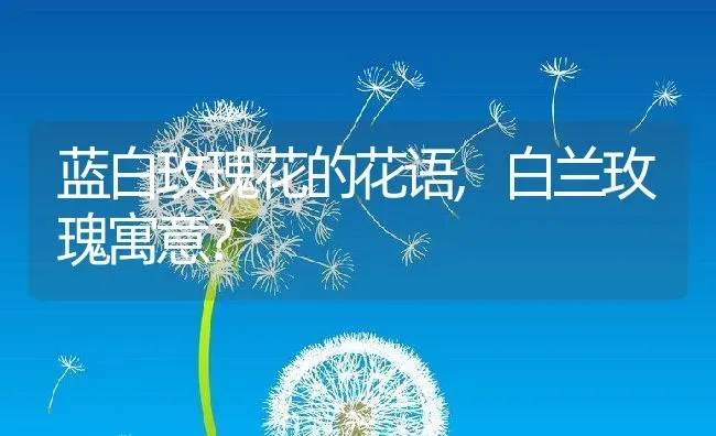 蓝白玫瑰花的花语,白兰玫瑰寓意？ | 养殖常见问题