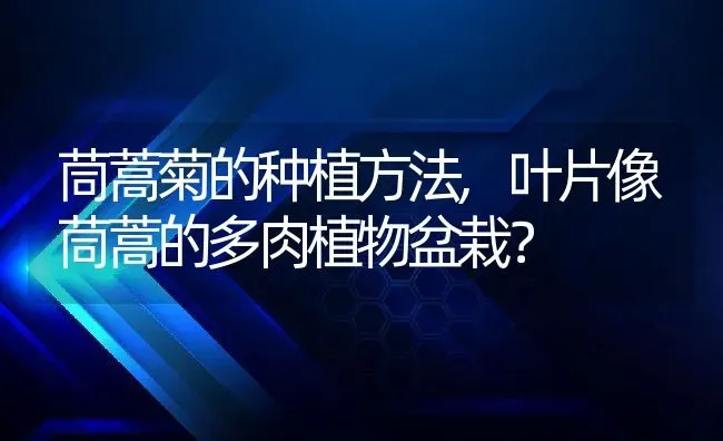 茼蒿菊的种植方法,叶片像茼蒿的多肉植物盆栽？ | 养殖常见问题