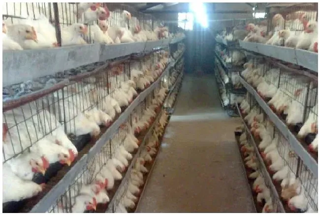 蛋鸡换羽的方法和步骤 | 农业常识