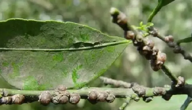 植物常识问题|果树蚧壳虫的防治方法（果树上的蚧壳虫怎样彻底消灭）