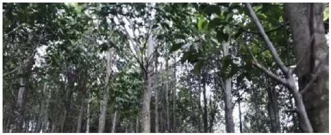 沉香树种植注意事项 | 生活常识