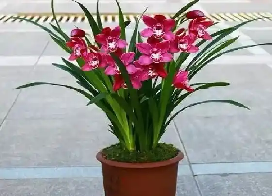 植物常识问题|兰花怎么养护根系强壮