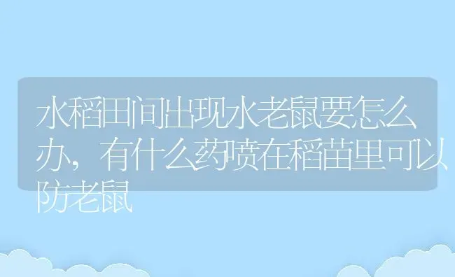 水稻田间出现水老鼠要怎么办,有什么药喷在稻苗里可以防老鼠 | 养殖常见问题