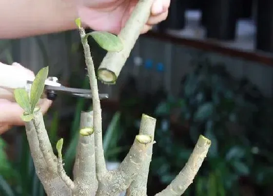 植物常识问题|沙漠玫瑰开完花如何修剪越涨越旺