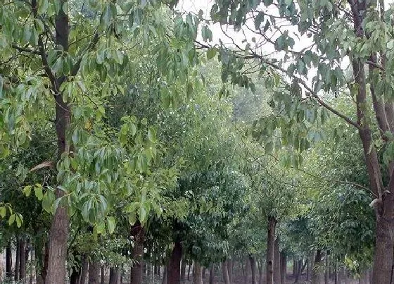 植物常识问题|香樟木闻多了有危害吗 香樟味道对身体有影响吗