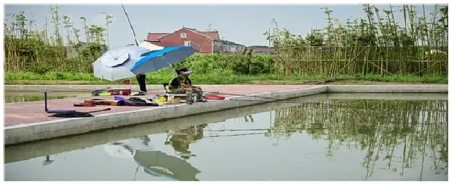 钓鲢鳙最佳时间是什么时候 | 三农问答