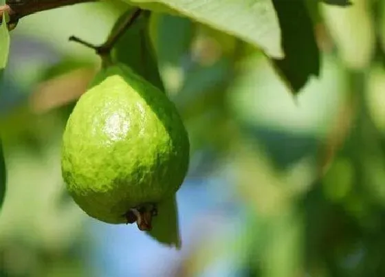 植物常识问题|番石榴种植技术与管理