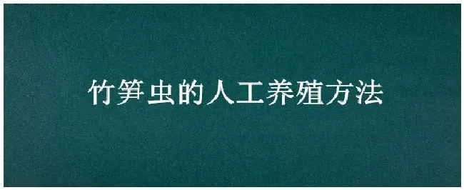 竹笋虫的人工养殖方法 | 三农答疑