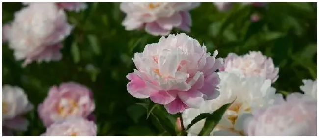 芍药根块怎么种 | 三农问答