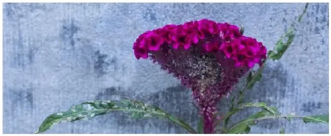 鸡冠花的花期是多久 | 三农答疑