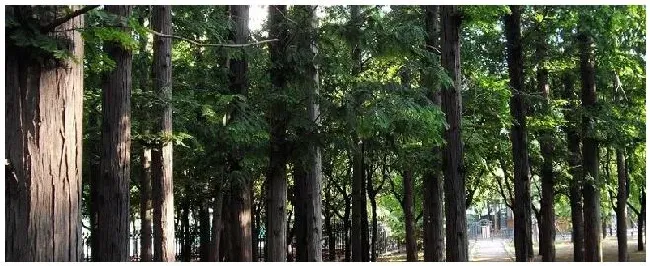 松材线虫病疫区和疫木管理办法 | 农业问题