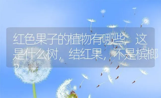 红色果子的植物有哪些,这是什么树，结红果，不是槟榔？ | 养殖常见问题