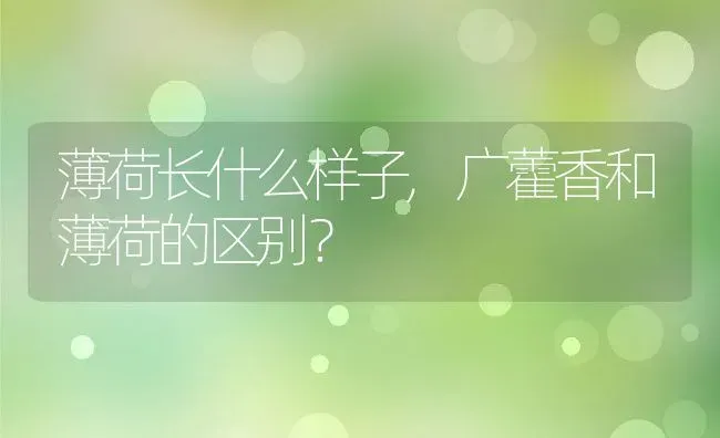 薄荷长什么样子,广藿香和薄荷的区别？ | 养殖常见问题