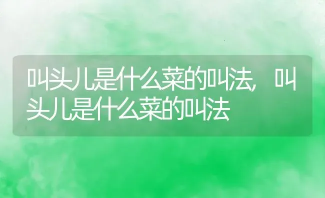 叫头儿是什么菜的叫法,叫头儿是什么菜的叫法 | 养殖常见问题