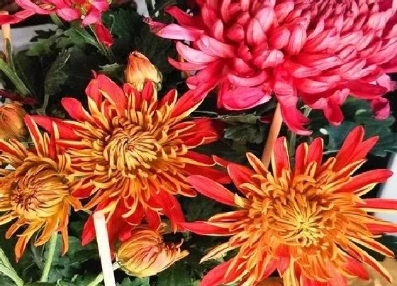 植物常识问题|菊花秋季怎么养护爆盆