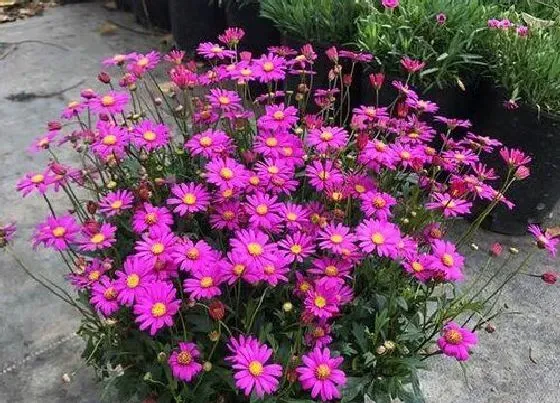 植物常识问题|菊花秋季怎么养护爆盆