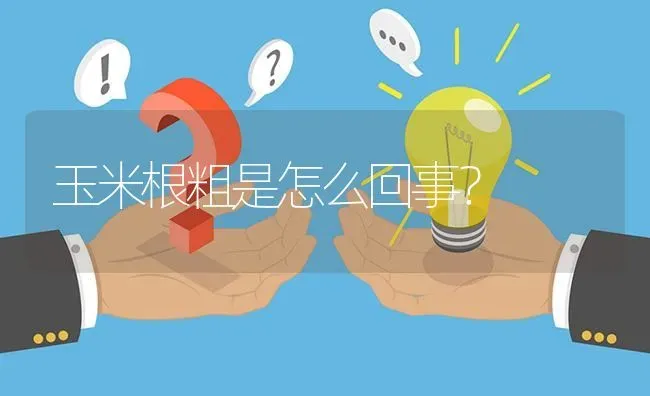 玉米根粗是怎么回事? | 养殖问题解答