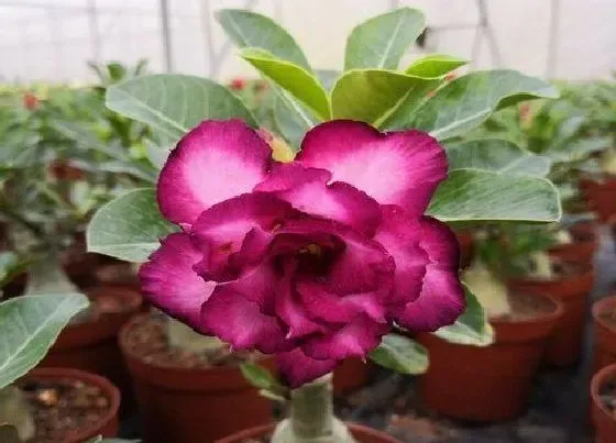 植物常识问题|沙漠玫瑰开花以后如何养护避免掉花苞