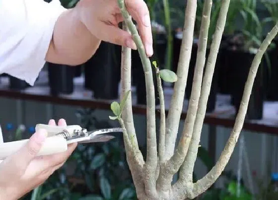 植物常识问题|沙漠玫瑰开完花如何修剪越涨越旺