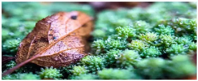 水苔多久浇一次水 | 农业常识