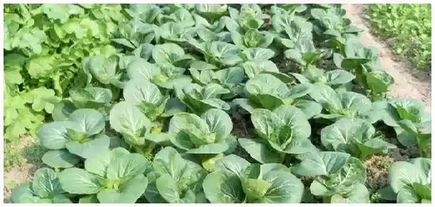 东北一垧地是多少亩 | 生活常识