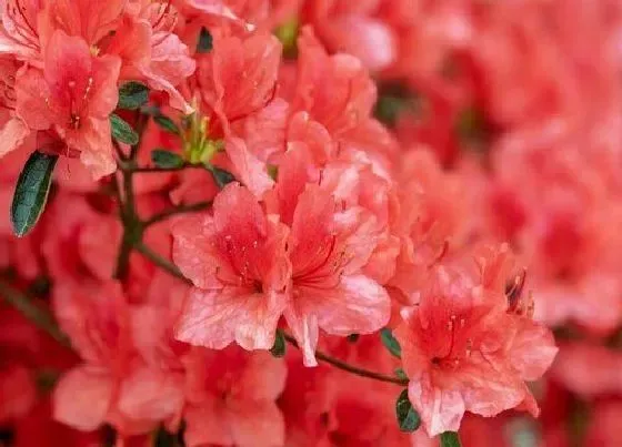 植物常识问题|杜鹃花开始落叶要怎么进行养护