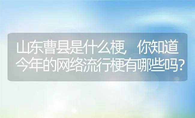 山东曹县是什么梗,你知道今年的网络流行梗有哪些吗？ | 养殖常见问题