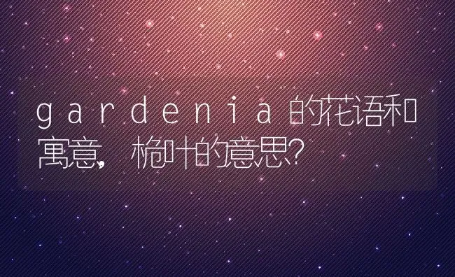 gardenia的花语和寓意,桅叶的意思？ | 养殖常见问题