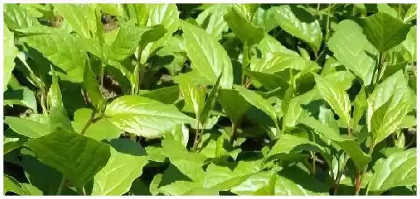 五味子亩用苗多少株 | 农业答疑