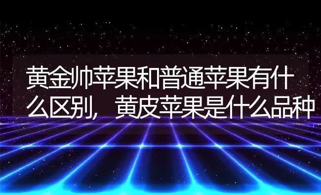 黄金帅苹果和普通苹果有什么区别,黄皮苹果是什么品种 | 养殖常见问题
