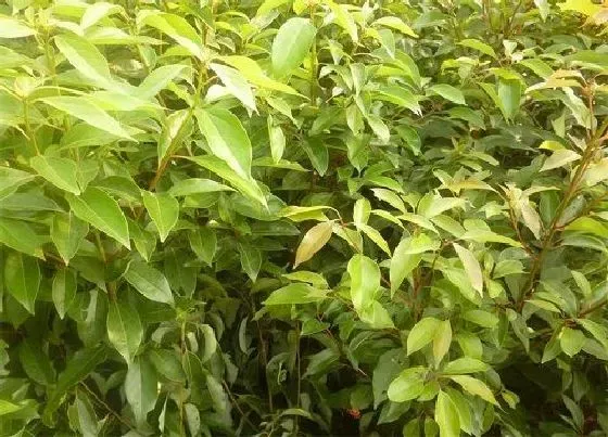 植物常识问题|香樟木闻多了有危害吗 香樟味道对身体有影响吗