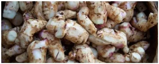 芭蕉芋种植注意事项 | 三农问答