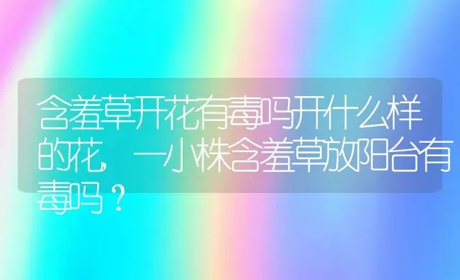 含羞草开花有毒吗开什么样的花,一小株含羞草放阳台有毒吗？ | 养殖常见问题