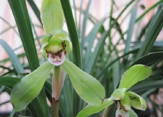 植物常识问题|春兰五个必养品种 什么品种春兰值得养