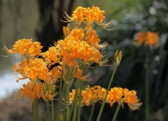 植物常识问题|彼岸花有毒吗 能在家里养吗