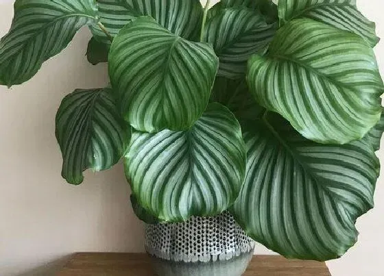 植物常识问题|盆栽苹果竹芋焦边的原因（竹芋叶子焦边下垂怎么办）