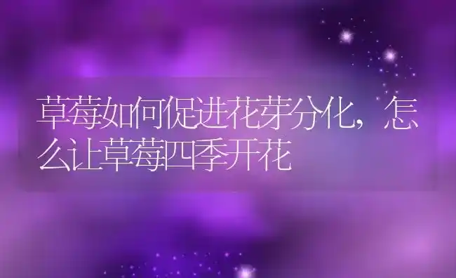 草莓如何促进花芽分化,怎么让草莓四季开花 | 养殖常见问题