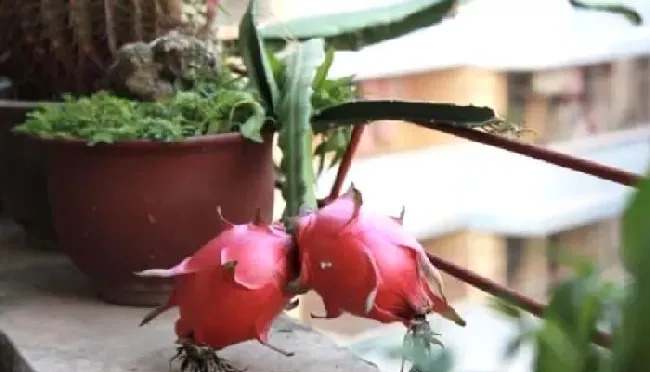 植物常识问题|火龙果盆栽种植方法