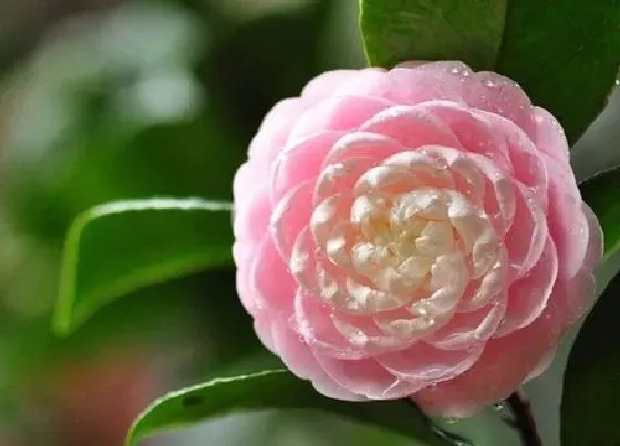 植物常识问题|茶花黄叶掉叶的原因及解决办法
