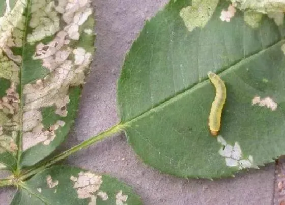 植物常识问题|月季感染红蜘蛛、蓟马以后会有哪些症状