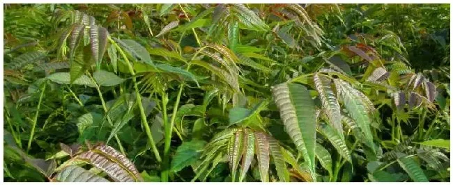 香椿矮化密植技术香椿大棚种植技术 | 科普知识