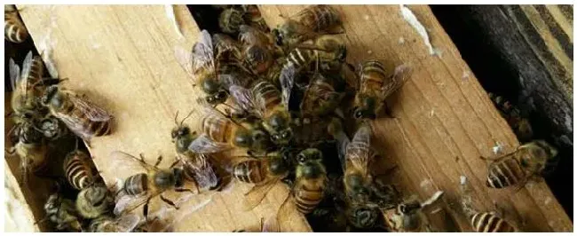 怎么给蜂群喂白糖？ | 科普知识