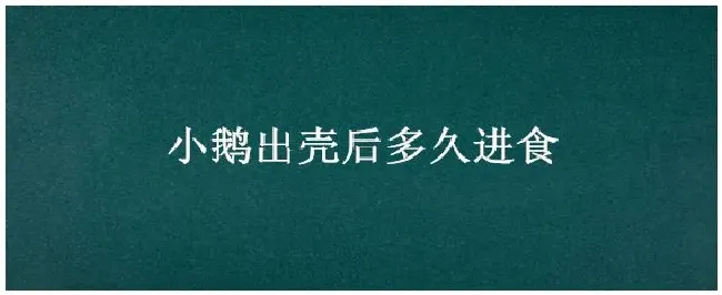 小鹅出壳后多久进食 | 三农问答