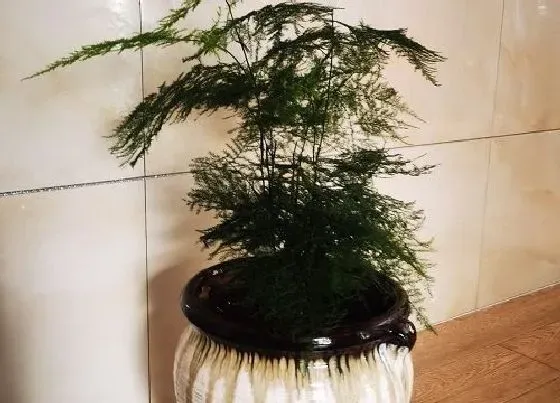 植物常识问题|6月文竹怎么养不干尖不黄叶