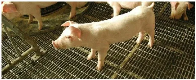 黄安间甲氧嘧啶钠和青霉素合在一起对猪起什么作用和安乃近能一起用吗 | 生活常识